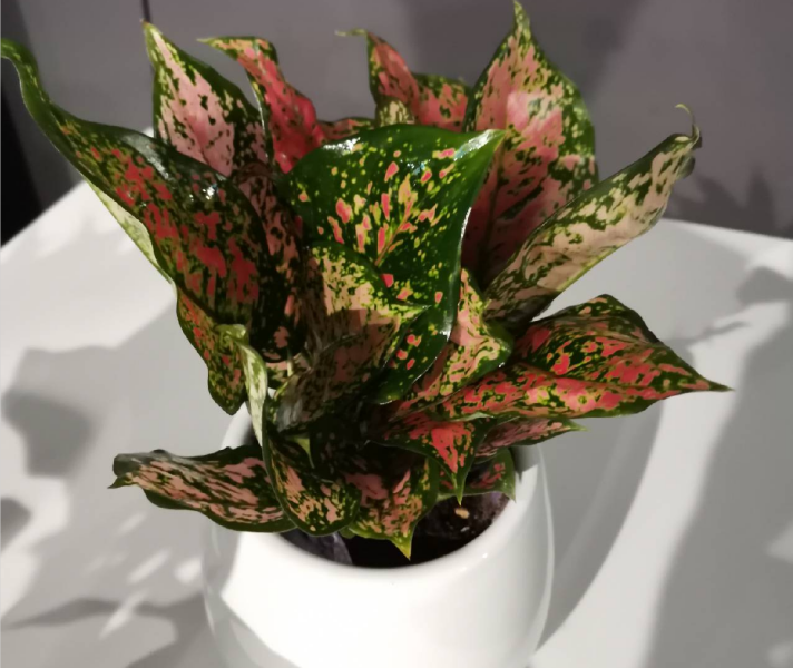 西安辦公室花卉綠植租賃應(yīng)注意那些事項(xiàng)？