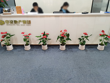 中糧地產(chǎn)綠植租擺