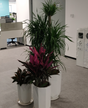 讓環(huán)境溫馨，醫(yī)院綠植租擺服務(wù)方案