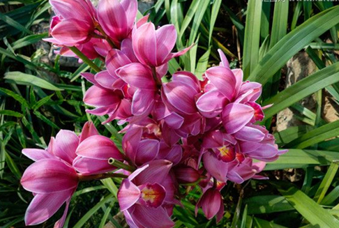 大花蕙蘭怎么養(yǎng)護(hù)?大花蕙蘭的養(yǎng)護(hù)方法?