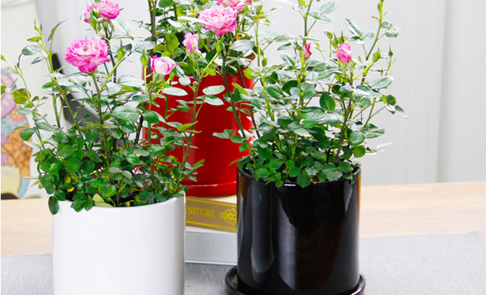 綠植租擺公司哪家比較好?西安花卉租擺哪里最好?